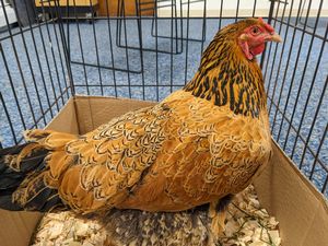 Chicken Storytime